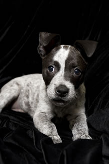 Pet Portrait